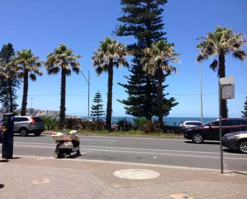 Palm Trees at Bondi Beach