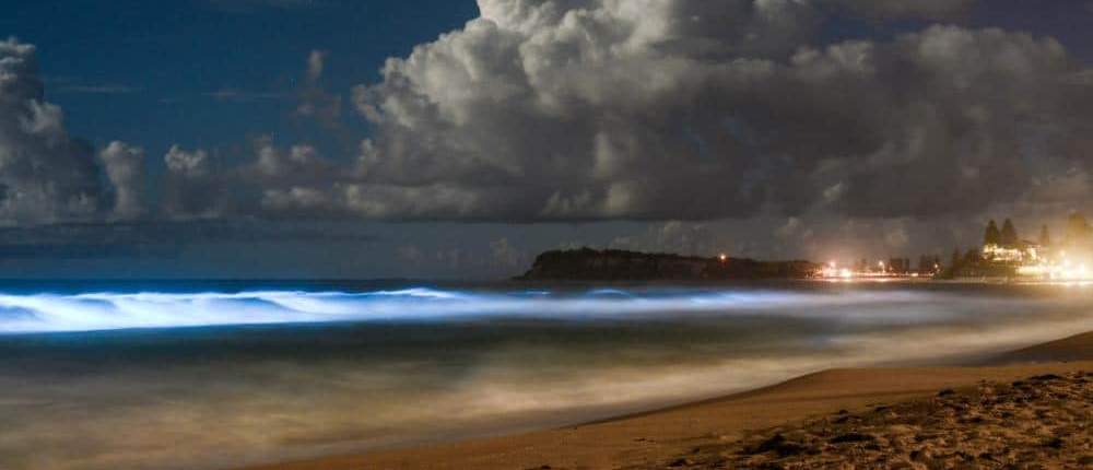 Bioluminescence waves