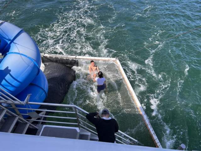 Port Stephens Dolphin Cruise: Fun for the Whole Family - AdventureHQ