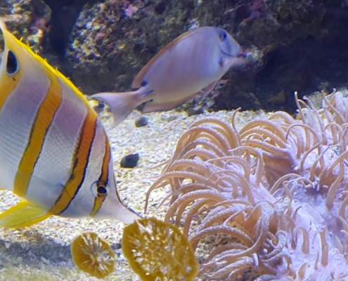 Sea Life Sydney Aquarium - Sea Creatures from Around the World