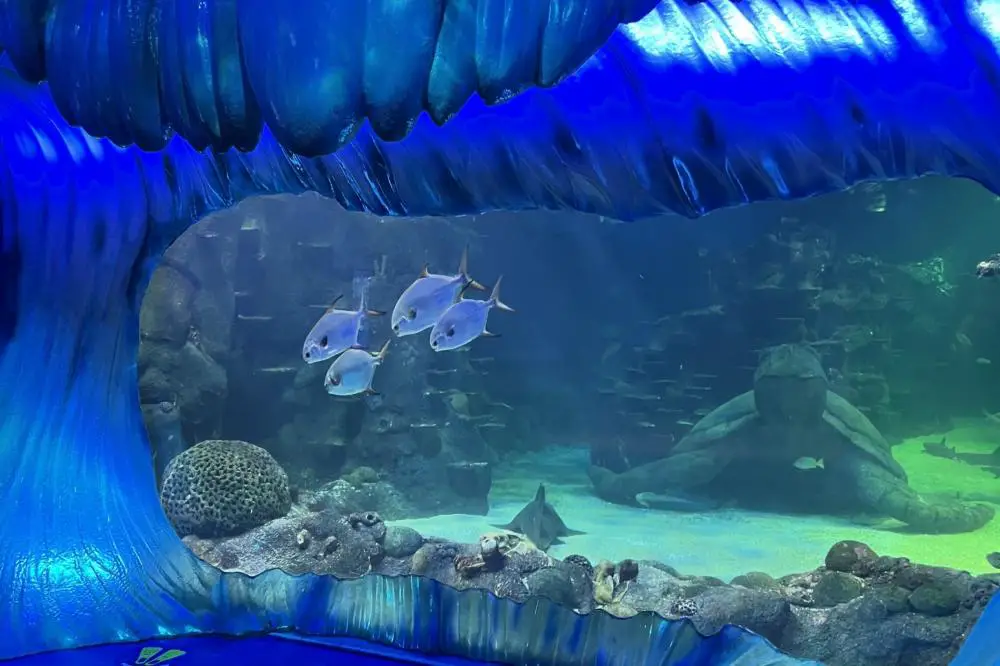 Sea Life Sydney Aquarium - Sea Creatures from Around the World -  AdventureHQ | Travel
