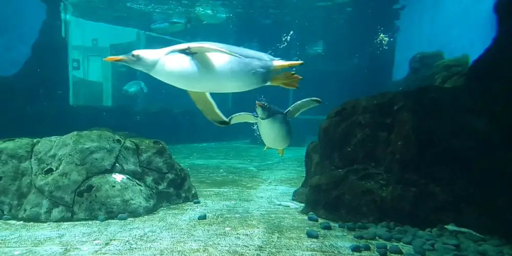 Sea Life Sydney Aquarium - Sea Creatures from Around the World -  AdventureHQ | Travel