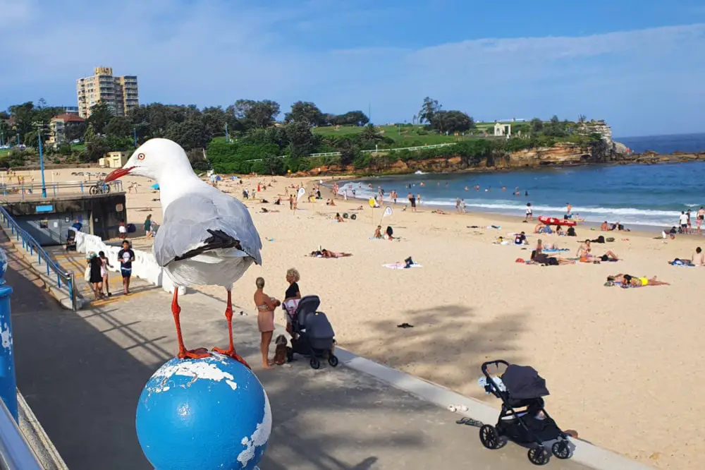Seagull looking at Coogee Beach