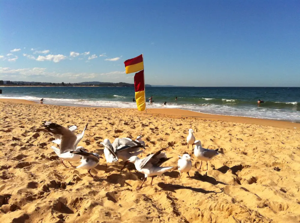 Red Flag and swimmers on Collaroy Beach
