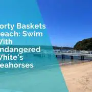 Forty Baskets Beach - swim with endangered seahorses