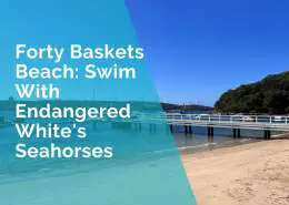 Forty Baskets Beach - swim with endangered seahorses