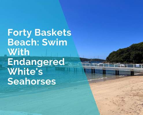 Forty Baskets Beach: Swim With Endangered White's Seahorses
