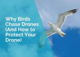 Why birds chase drones and how to protect your drone