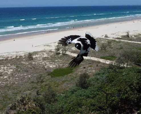 Why birds chase drones