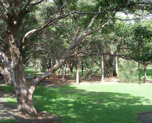 Shark Beach Nielsen Park
